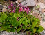 Bergenia crassifolia разновидность sajanensis