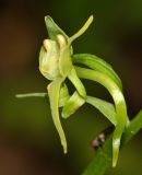 Platanthera maximowicziana. Цветок (вид сбоку). Приморский край, окр. г. Находка, в дубовом лесу. 04.07.2016.