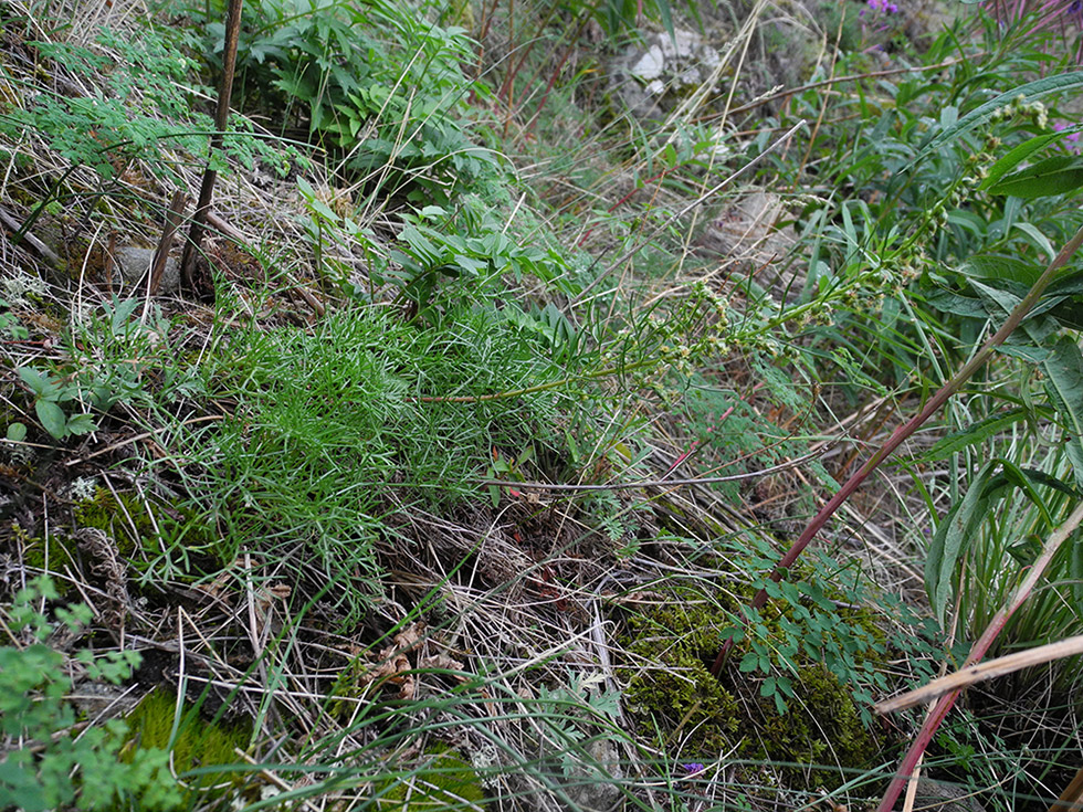 Изображение особи Artemisia bargusinensis.