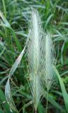 Hordeum murinum