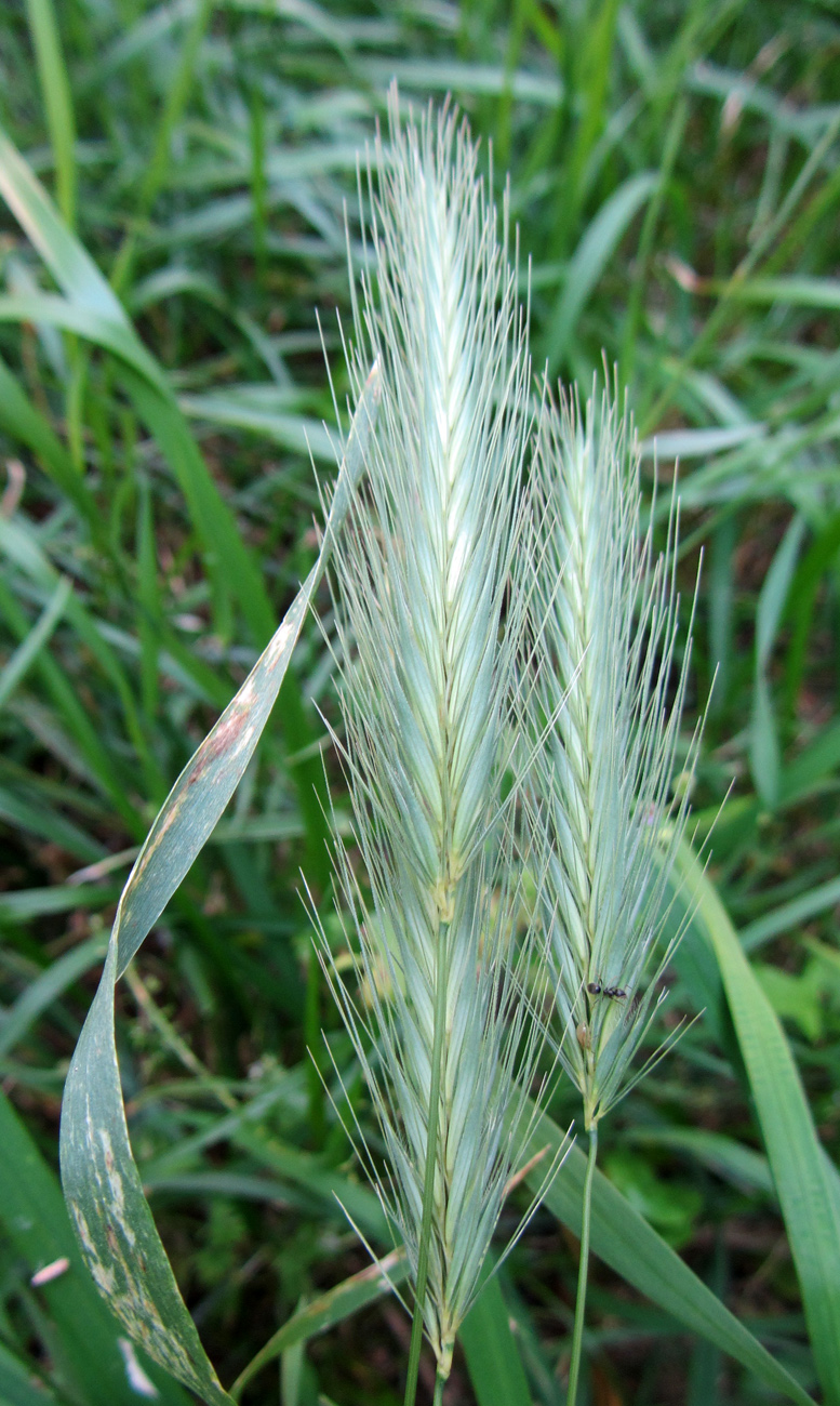 Изображение особи Hordeum murinum.