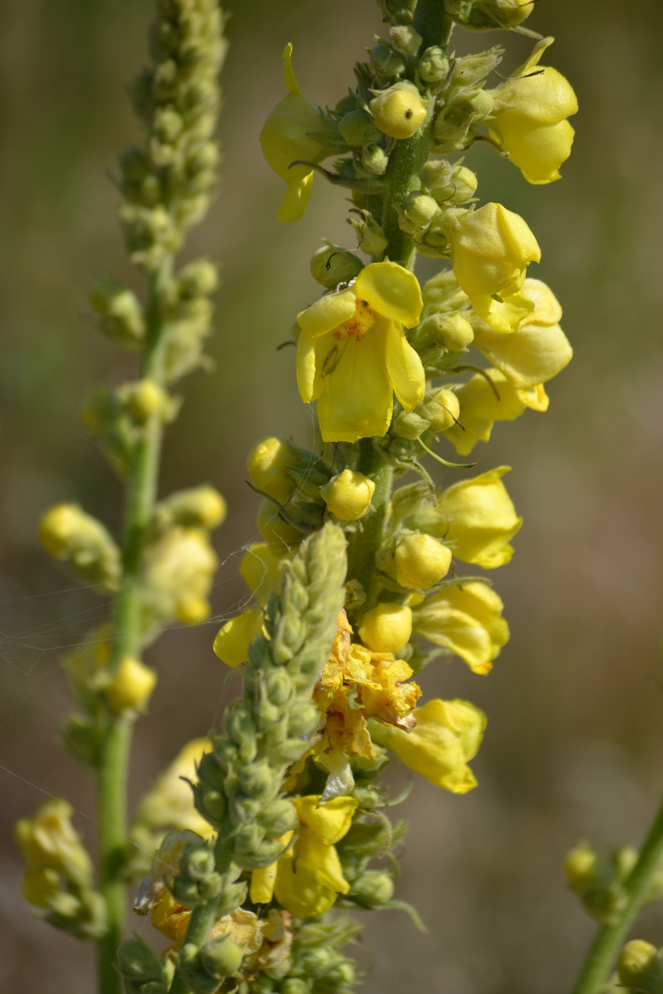 Image of Verbascum densiflorum specimen.