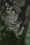 Calamagrostis arundinacea