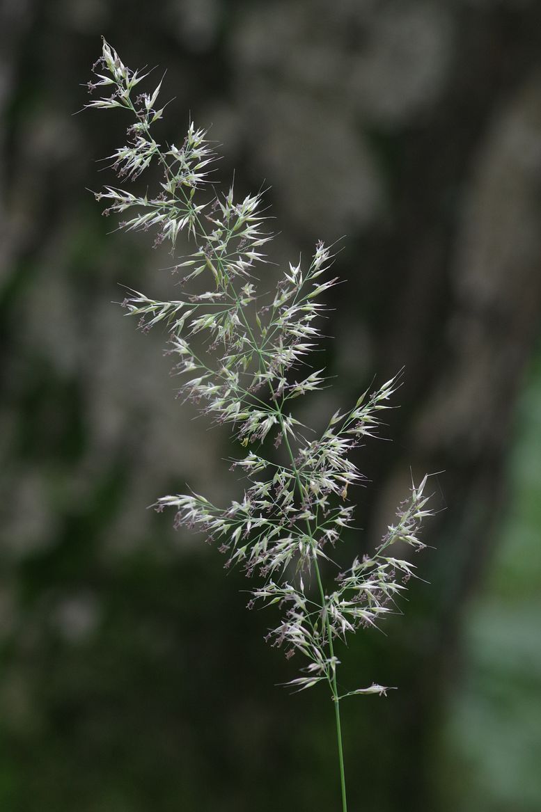 Изображение особи Calamagrostis arundinacea.