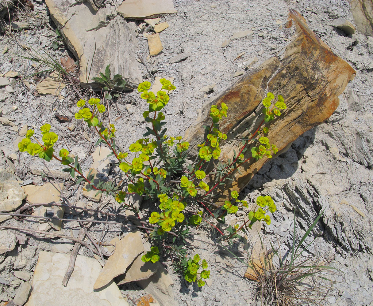 Image of Euphorbia petrophila specimen.