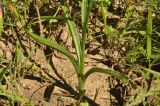 Spiranthes australis