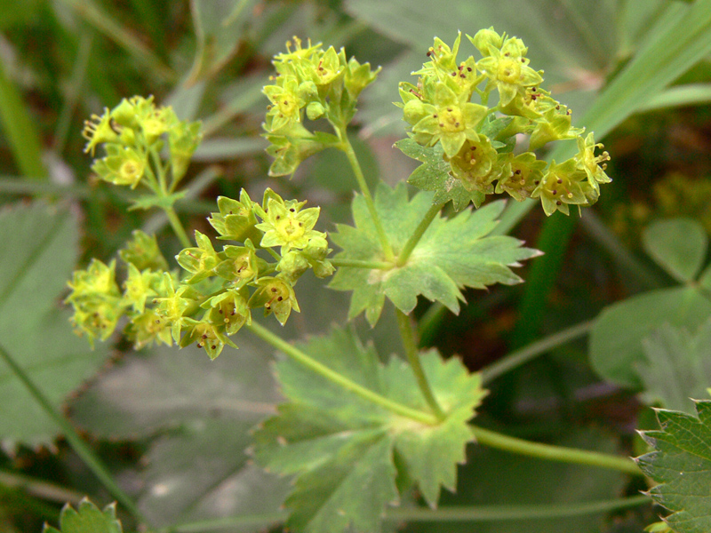 Изображение особи Alchemilla auriculata.