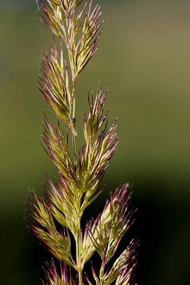 Изображение особи Calamagrostis epigeios.