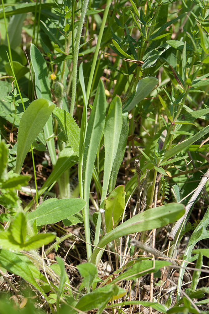 Image of Pilosella praealta specimen.