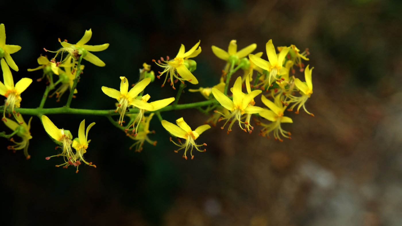 Image of Koelreuteria paniculata specimen.