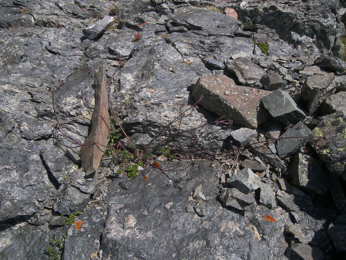 Image of Chaerophyllum humile specimen.