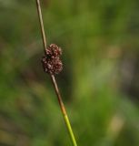 Juncus conglomeratus