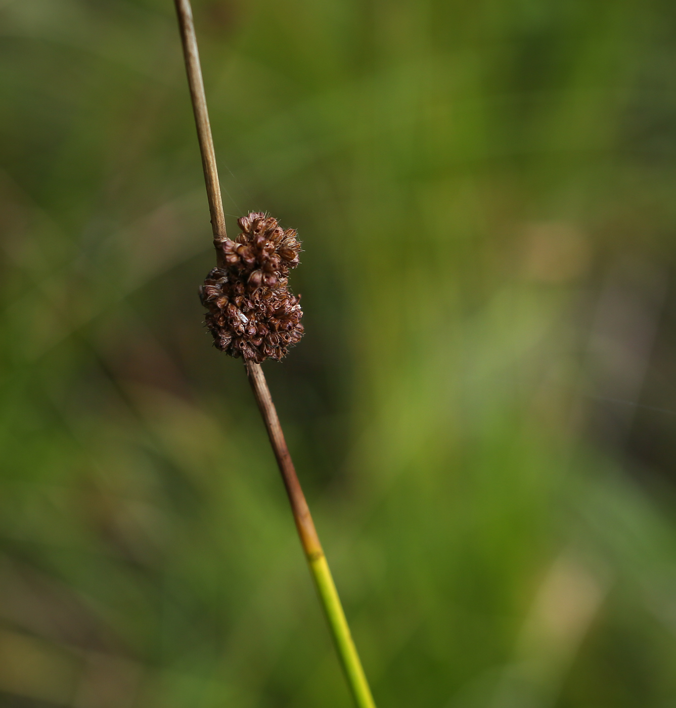 Image of Juncus conglomeratus specimen.