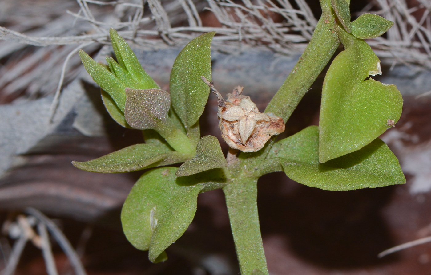 Image of Aptenia &times; vascosilvae specimen.