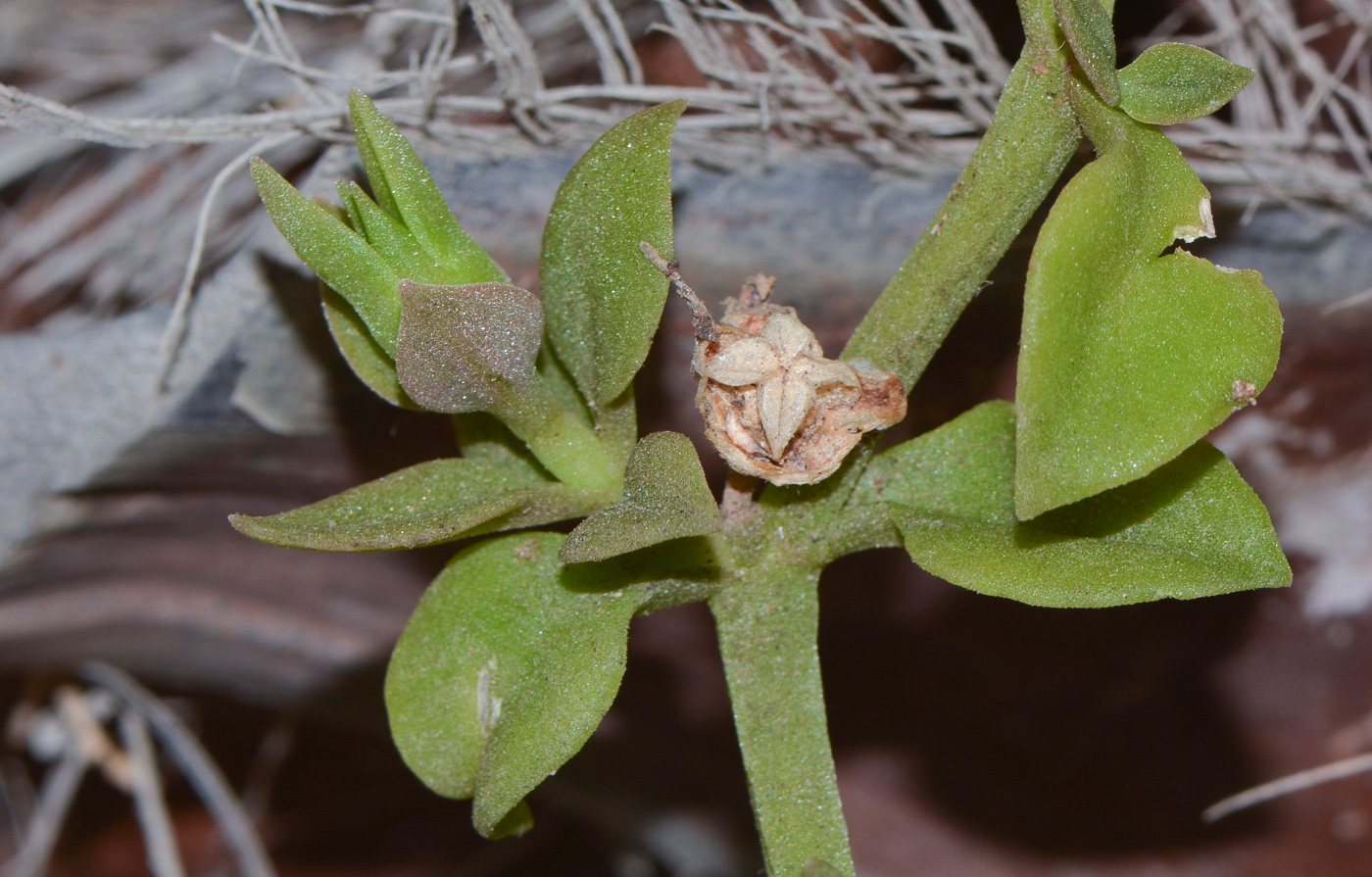Image of Aptenia × vascosilvae specimen.