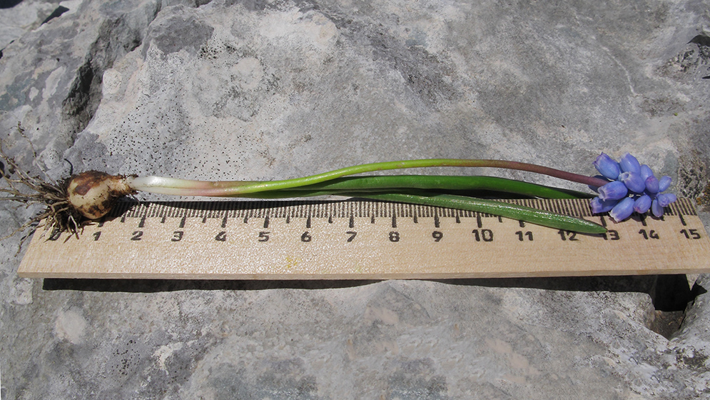 Image of Pseudomuscari coeruleum specimen.