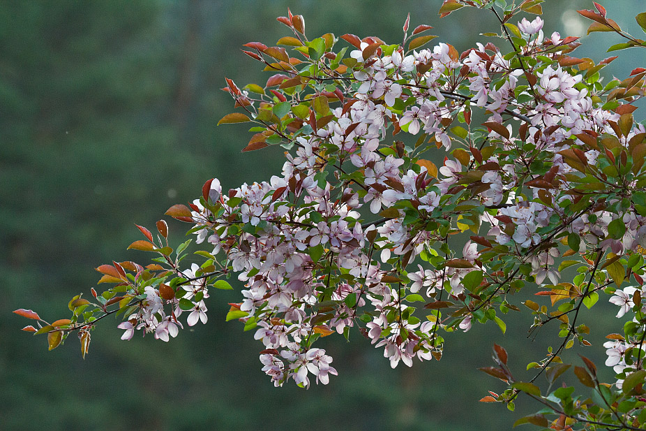 Изображение особи Prunus sogdiana.