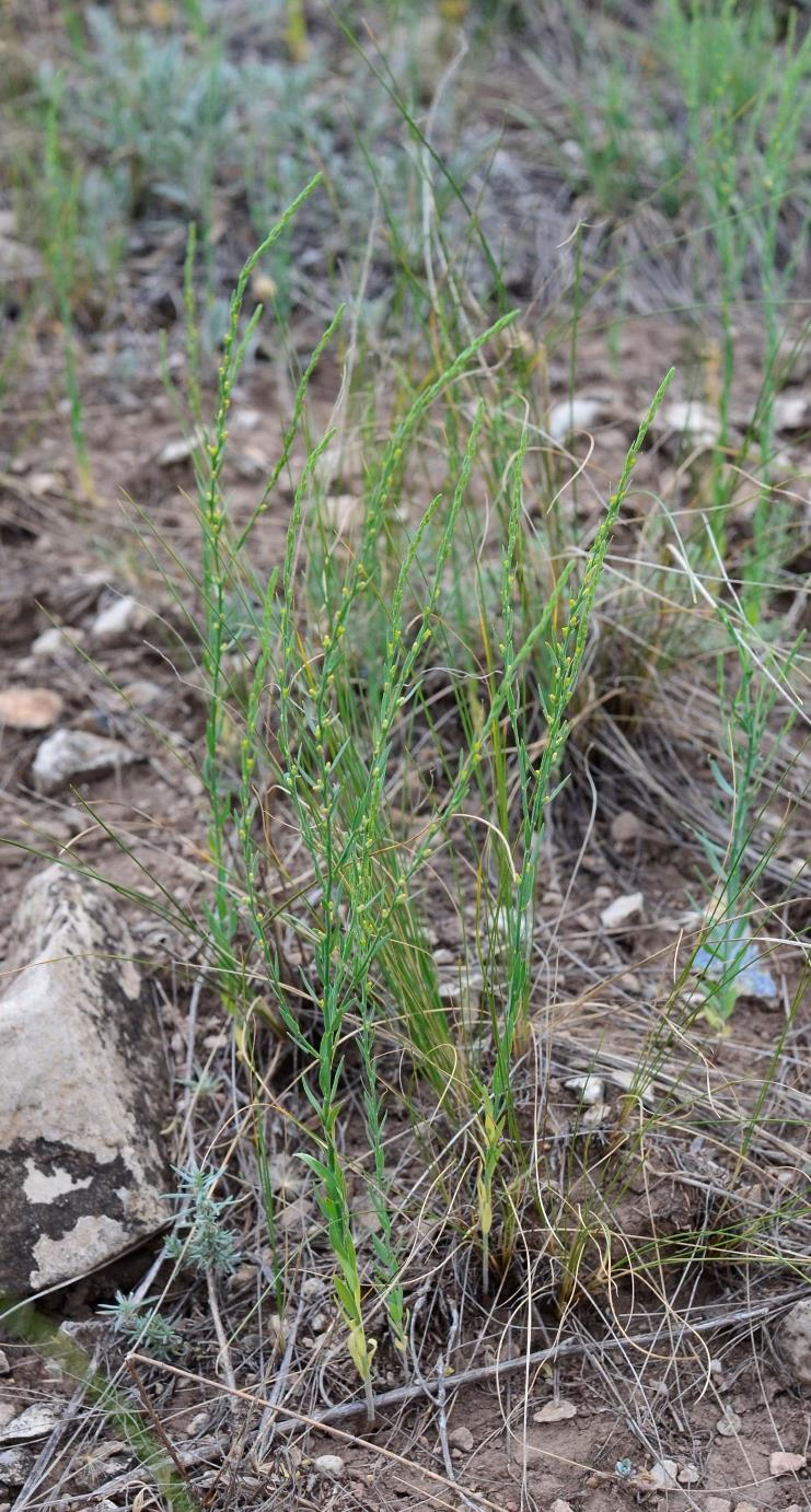 Изображение особи Thymelaea passerina.