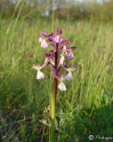 Anacamptis подвид caucasica