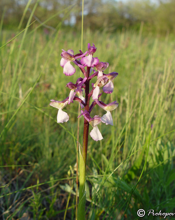 Изображение особи Anacamptis morio ssp. caucasica.