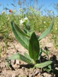 Cryptospora falcata
