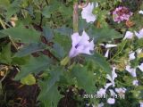 Datura stramonium var. tatula