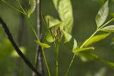 Fraxinus excelsior. Часть молодого побега. Московская обл., Дмитровский р-н, берег канала им. Москвы, опушка леса. 13.06.2016.