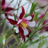Aquilegia coerulea