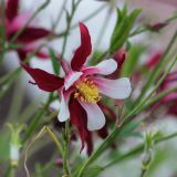 Aquilegia coerulea. Цветок. Республика Татарстан, г. Казань, Казанский зооботанический сад. 22.06.2015.