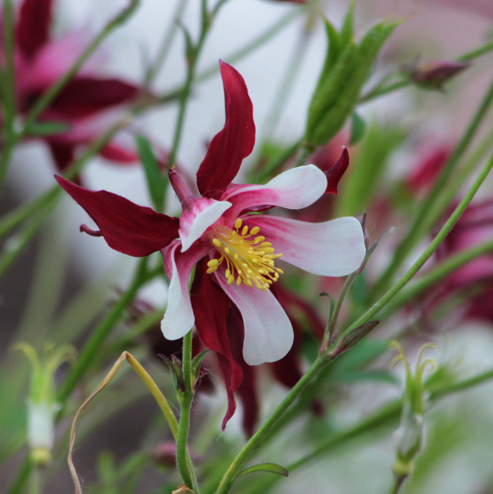 Изображение особи Aquilegia coerulea.