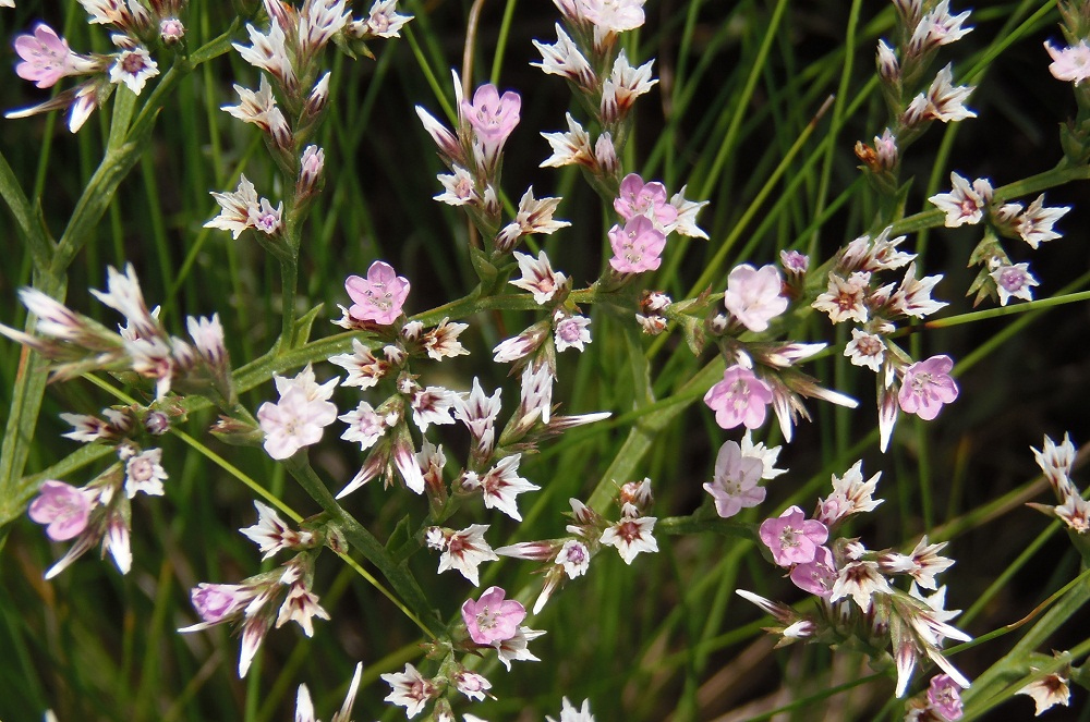 Image of Goniolimon tataricum specimen.