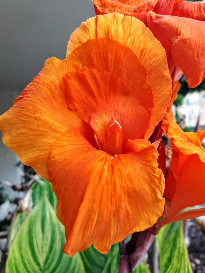 Image of Canna × generalis specimen.