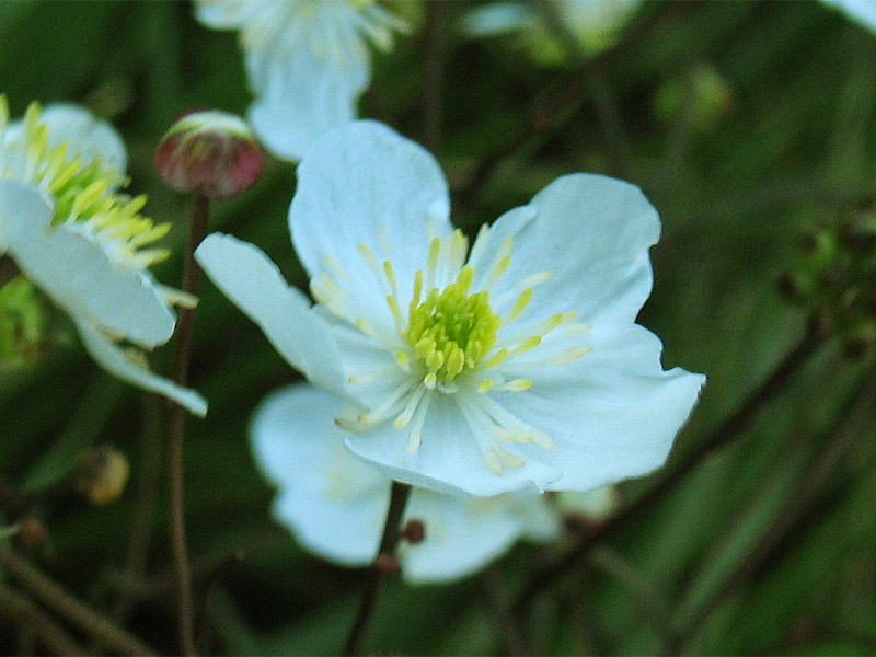 Image of Ranunculus platanifolius specimen.