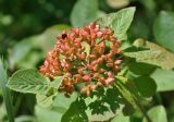 Viburnum lantana. Верхушка побега с соплодием. Крым, Бахчисарайский р-н, окр. пещерного г. Эски-Кермен, опушка дубового леса. 07.06.2016.