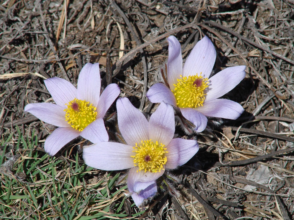 Image of Pulsatilla turczaninovii specimen.