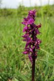 Orchis mascula