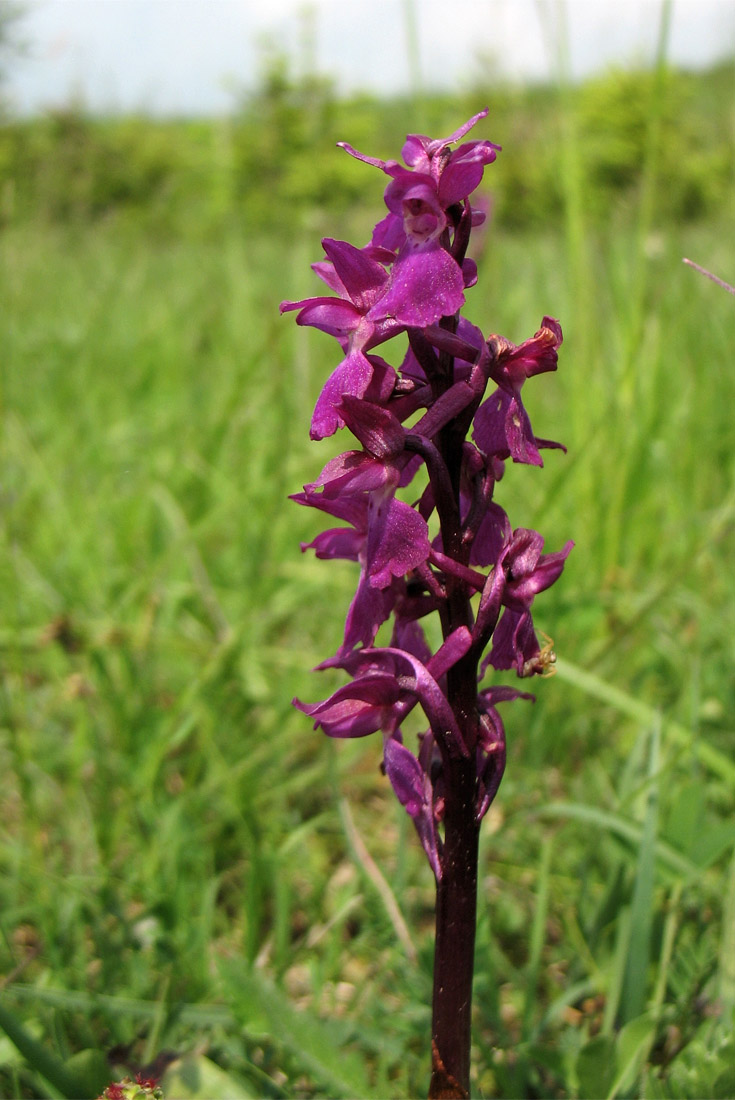 Изображение особи Orchis mascula.