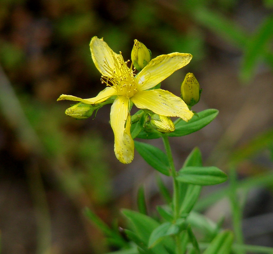 Image of genus Hypericum specimen.