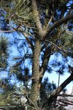 Pinus sylvestris