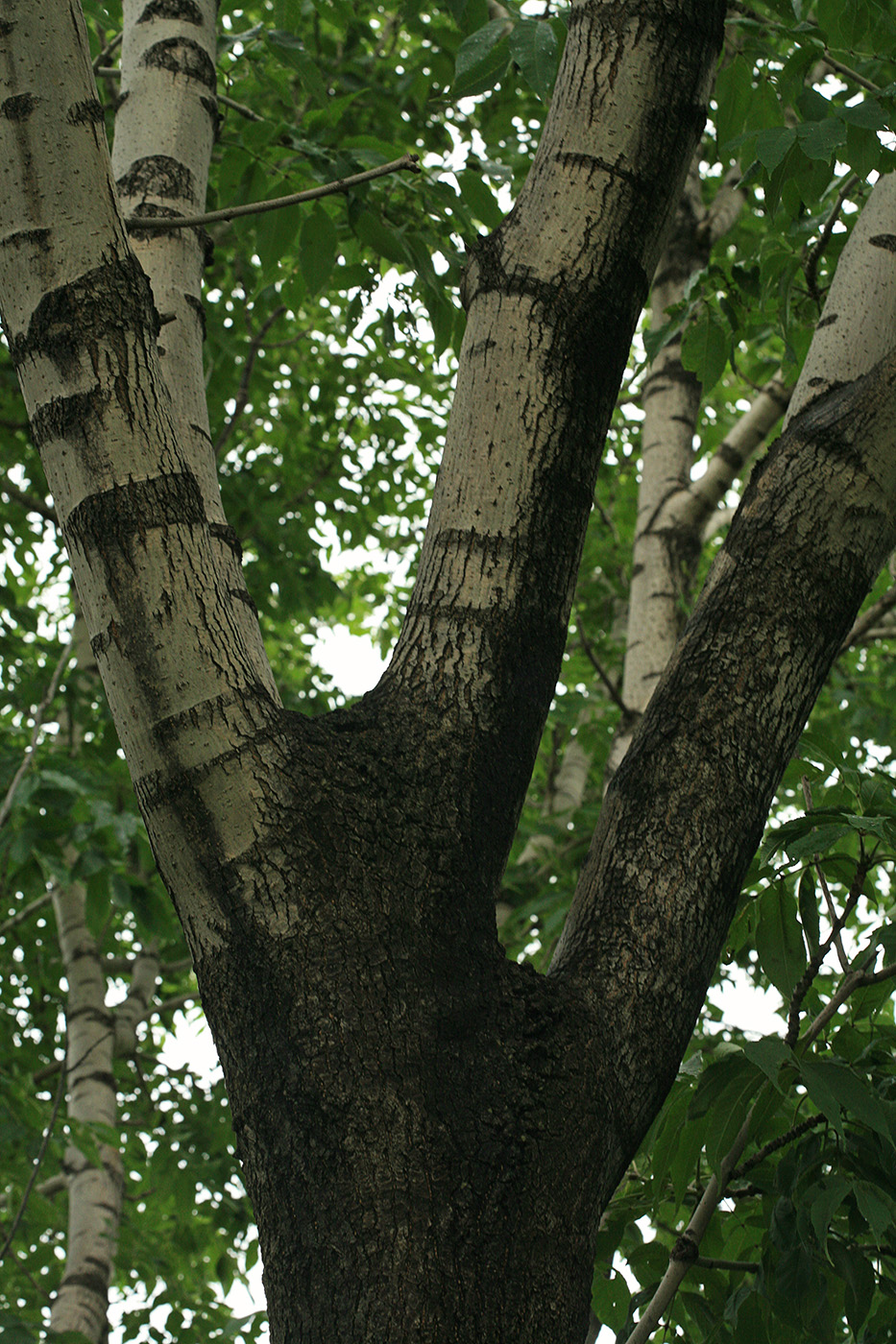 Изображение особи Fraxinus mandshurica.