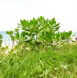 Scaevola taccada. Верхушки ветвей цветущего и плодоносящего растения. Таиланд, о-в Пхукет, курорт Ката, полоса зелёных насаждений вдоль пляжа. 14.01.2017.