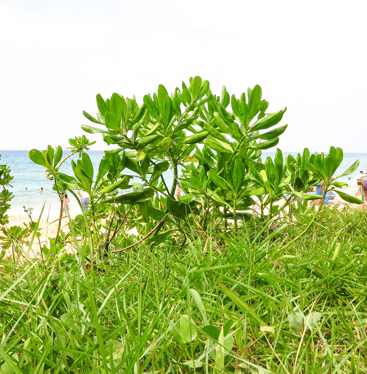 Image of Scaevola taccada specimen.