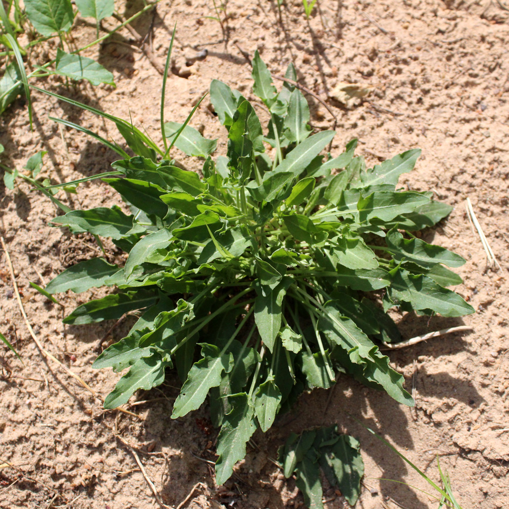 Image of genus Rumex specimen.