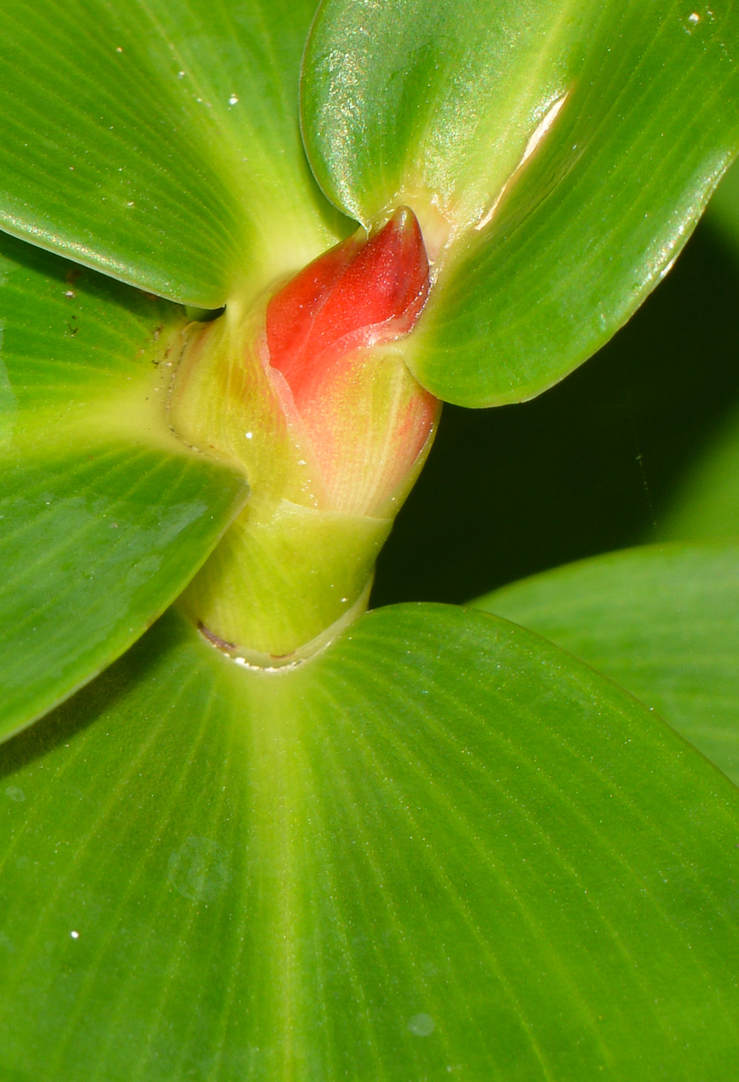 Image of Costus woodsonii specimen.