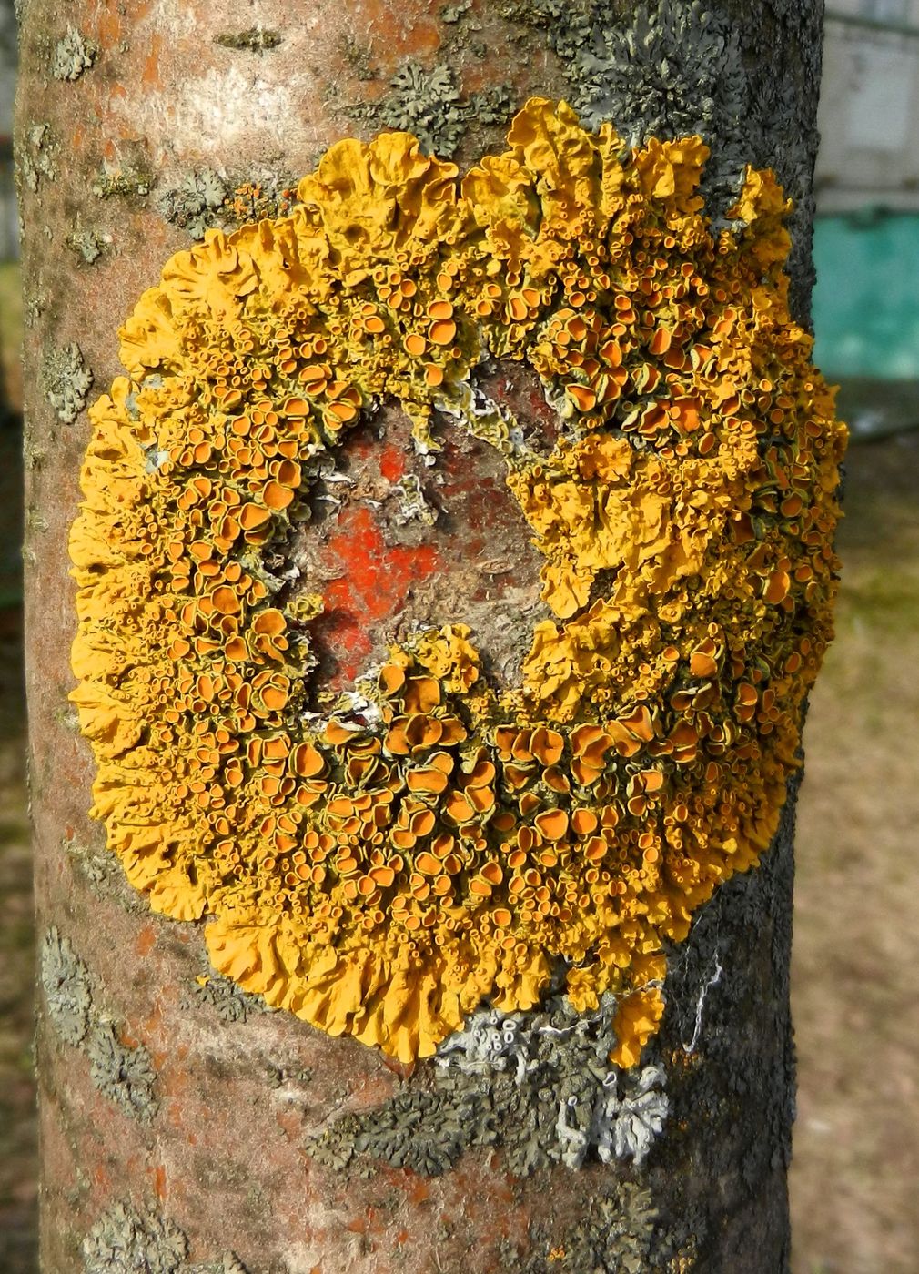 Image of Xanthoria parietina specimen.