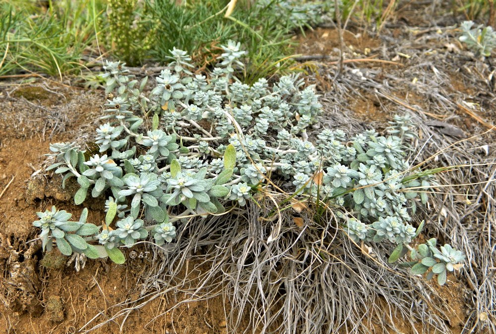 Image of Odontarrhena obovata specimen.