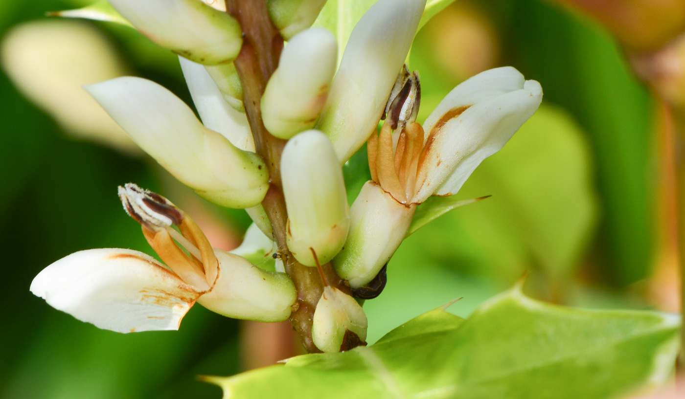 Изображение особи Acanthus ilicifolius.