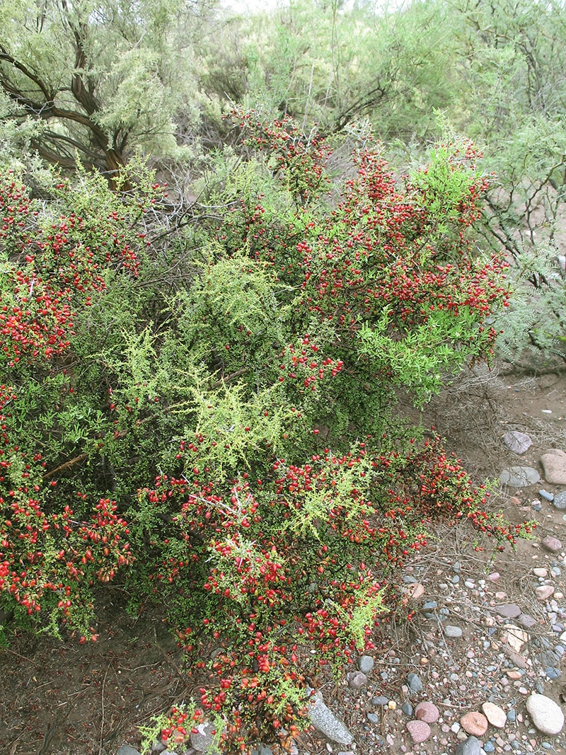 Изображение особи Condalia microphylla.