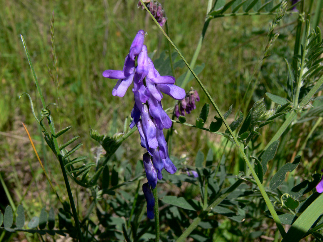 Image of Vicia cracca specimen.
