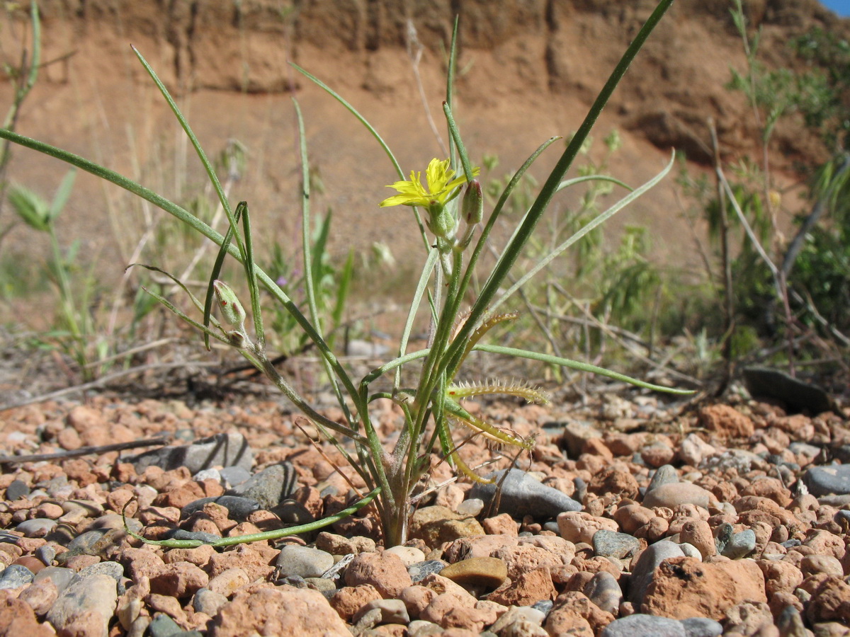 Image of Koelpinia linearis specimen.